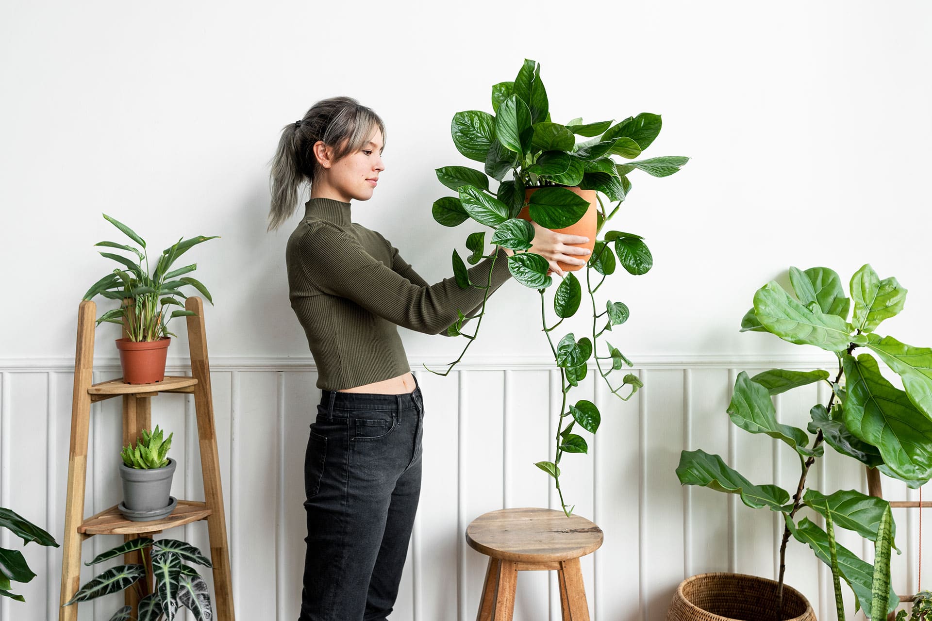 Melhores plantas para ter em casa Conheça as melhores opções