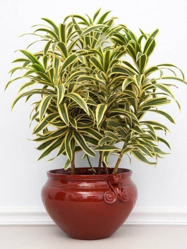 Qual a melhor planta ornamental para interiores?