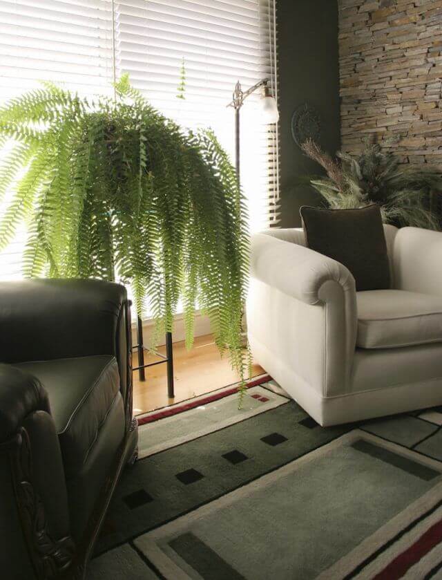 Qual a melhor planta ornamental para interiores?