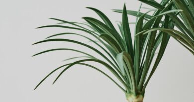 Cuidados Fundamentais com a Planta Beaucarnea Recurvata