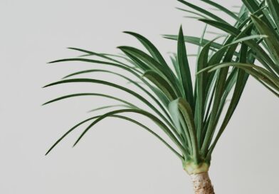 Cuidados Fundamentais com a Planta Beaucarnea Recurvata