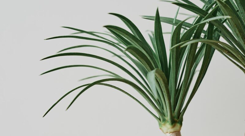 Cuidados Fundamentais com a Planta Beaucarnea Recurvata